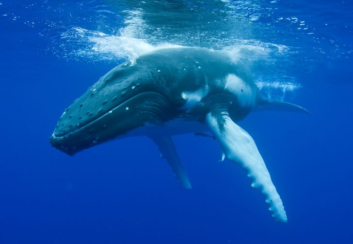 humpback whale