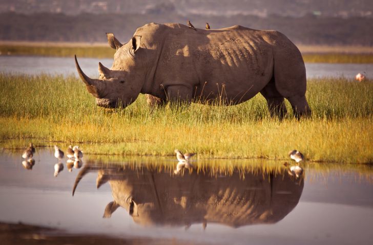 rhino with birds