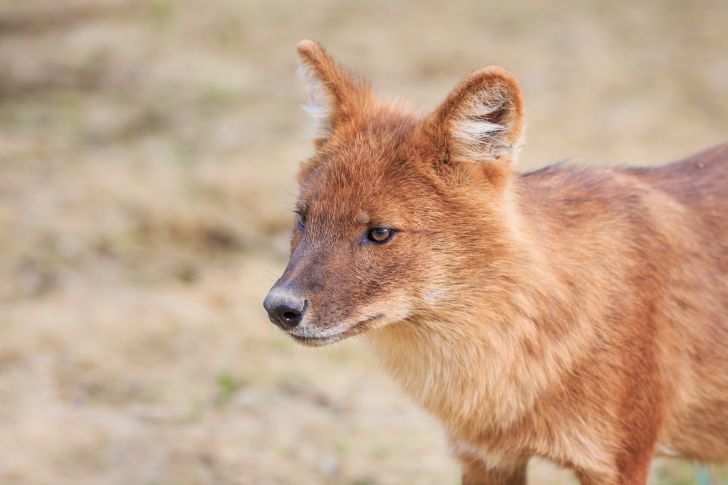 red wolf