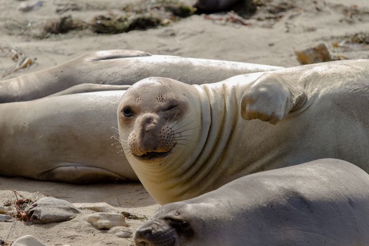 Elephant seal winking