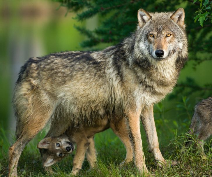 gray wolf with a cub