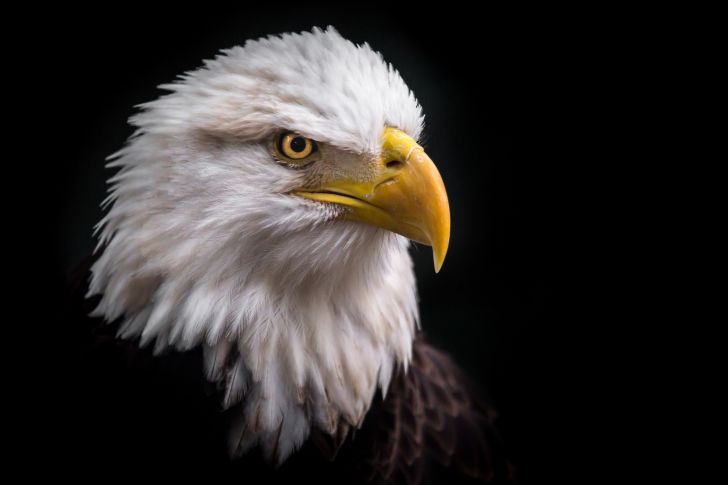 close-up of a bald eagle