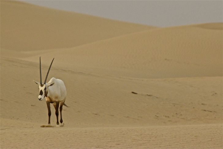 an arabian oryx in the desert