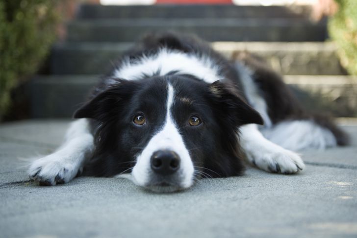 Photo of a Border Collie dog.