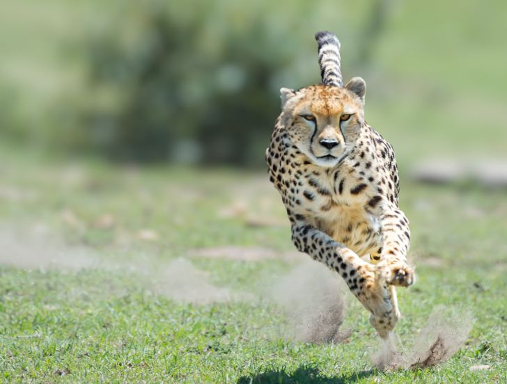 A cheetah running.