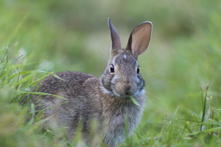 14 Fascinating Facts About Rabbits | Mental Floss