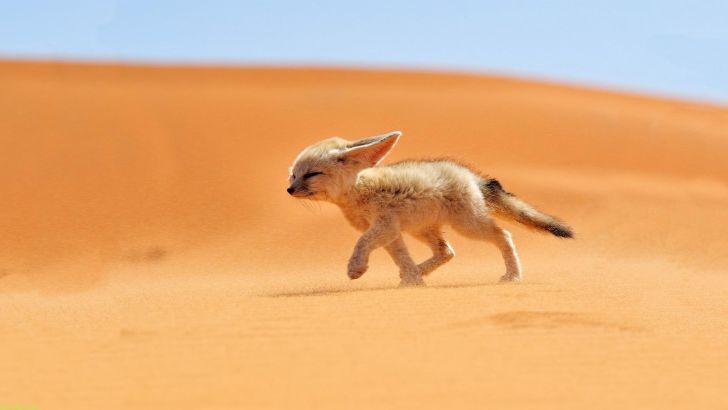 A fennec fox walking into the wind in the desert.