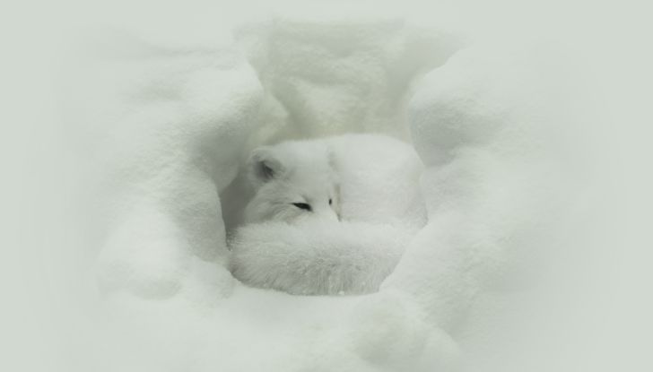 Arctic fox curled in a ball.