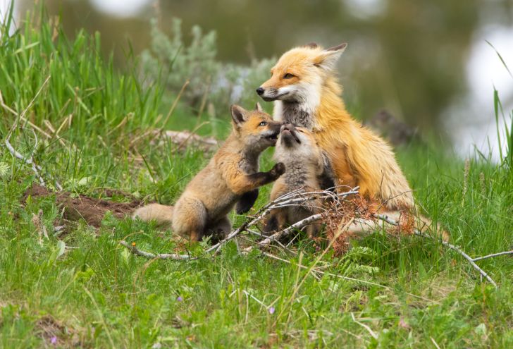 Fox parent with a couple of kits.