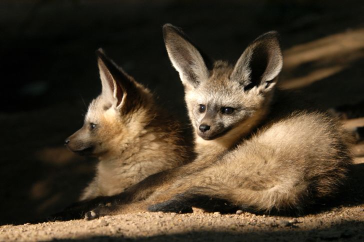 Two bat-eared foxes in a den.