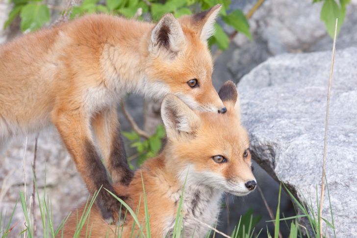 Two fox cubs playing with each other.