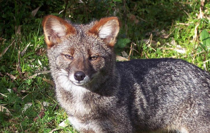 A close-up of Darwin's fox.