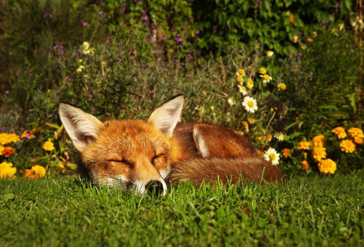 Fox sleeping in a garden.
