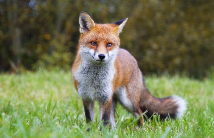 A fox standing in a field.
