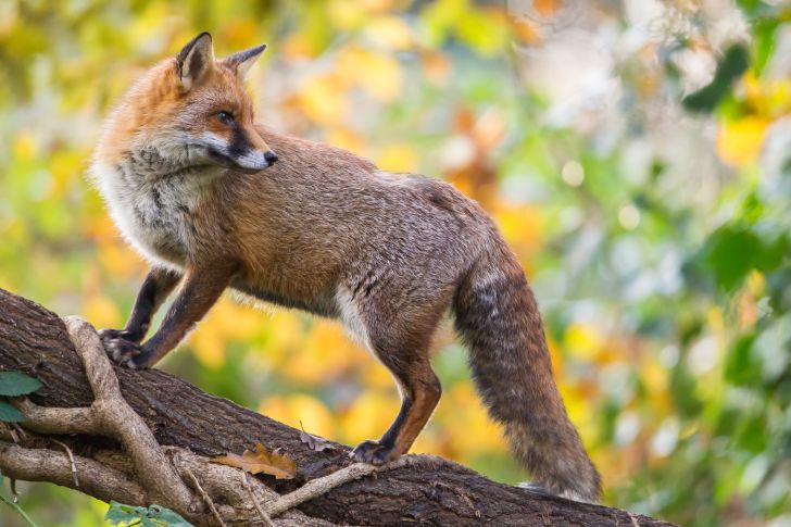 A fox perched on a long branch.