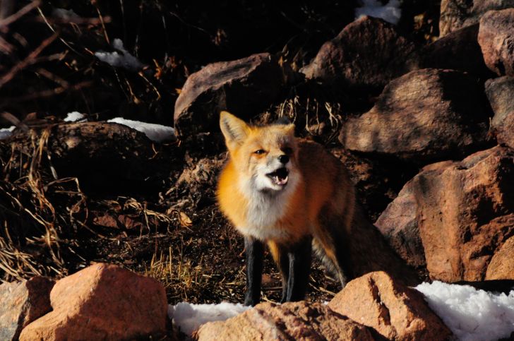 Fox howling.