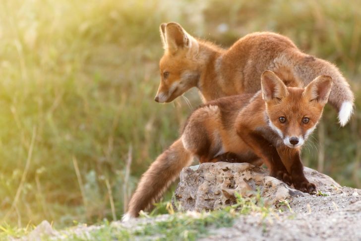 Two fox kits on a rock.