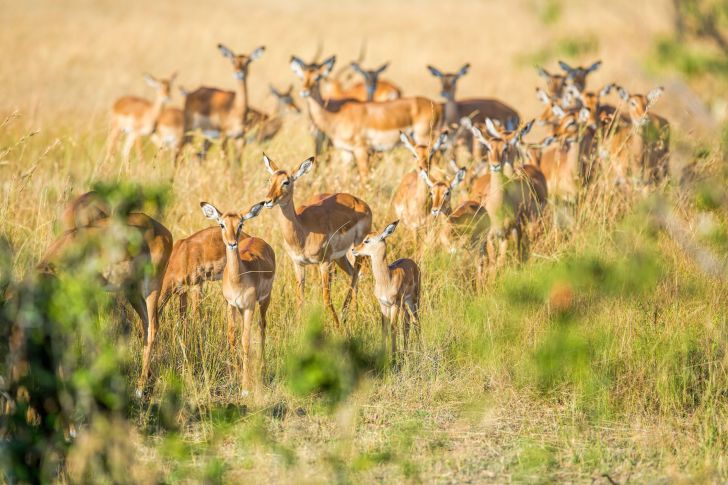 image of a herd of impalas