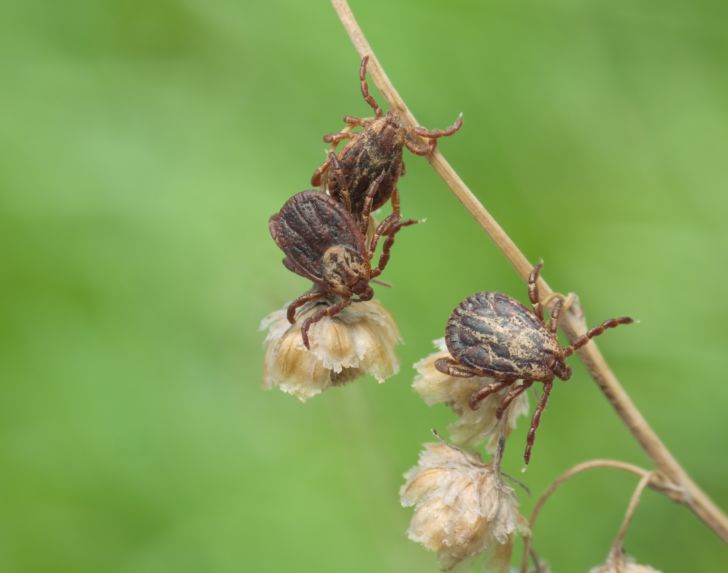 Three ticks crawling on a branch.