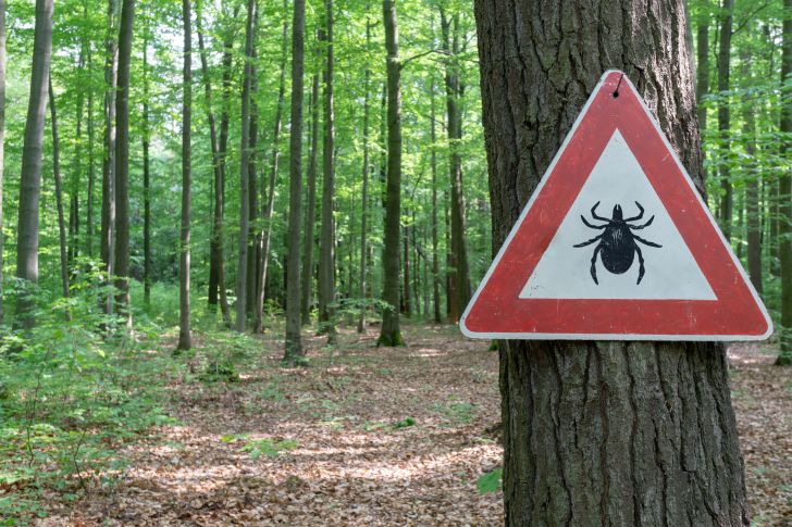 Tick warning sign posted on a tree.