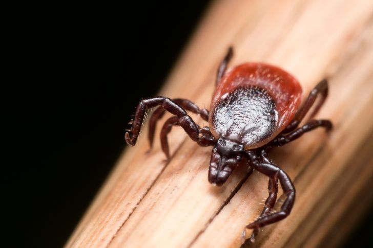 Close-up of a deer tick.