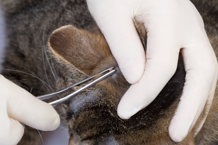Person using tweezers to remove a tick from a dog's ear.
