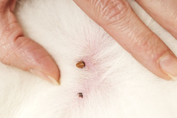 Two ticks on a white dog.