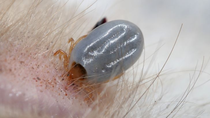 Tick feeding on blood.