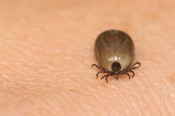 Engorged deer tick.