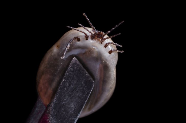 Tick held up by tweezers.