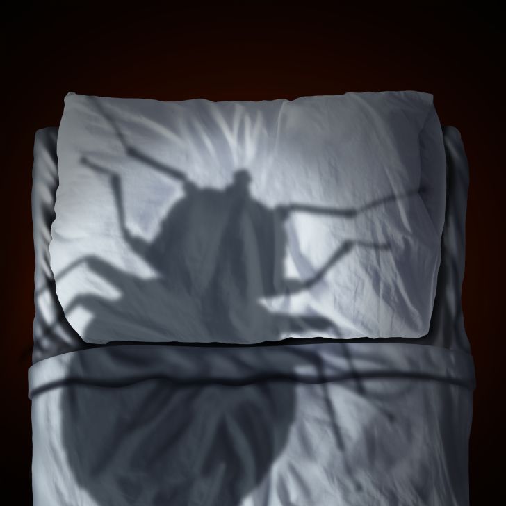 An illustration of a giant bed bug shadow looming over a bed.