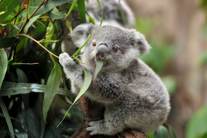 Young koala in a tree.
