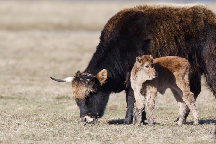 Heck cattle and calf.