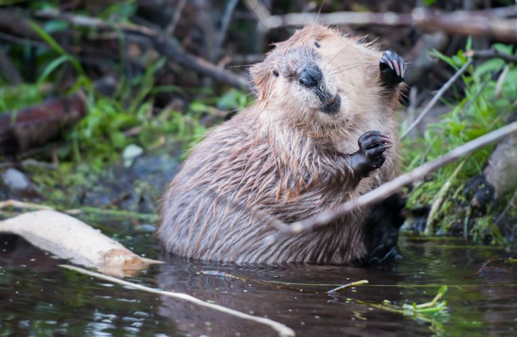 Beaver in water looking at camera.