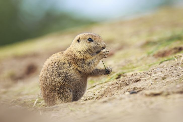 Prairie dog eating in a field.