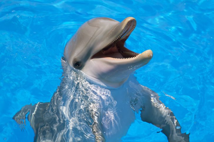 Dolphin smiling in a pool.