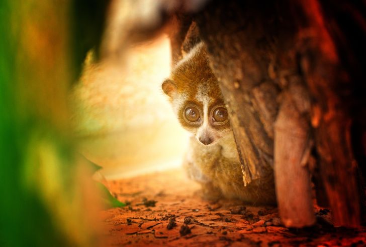 Slow loris hiding behind a tree.