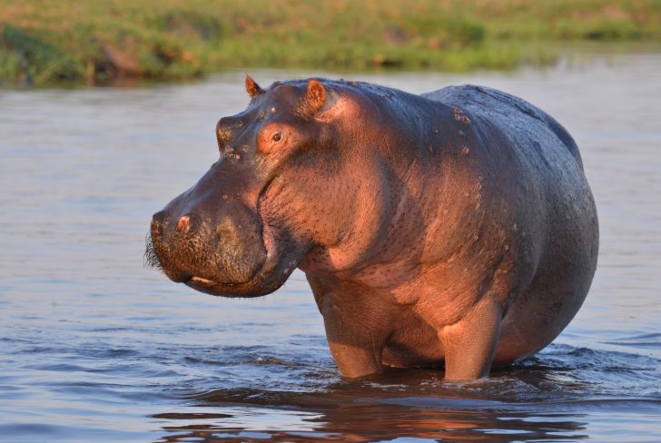 Hippopotamus standing in the water.
