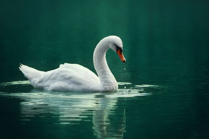 A swan swimming in green waters.