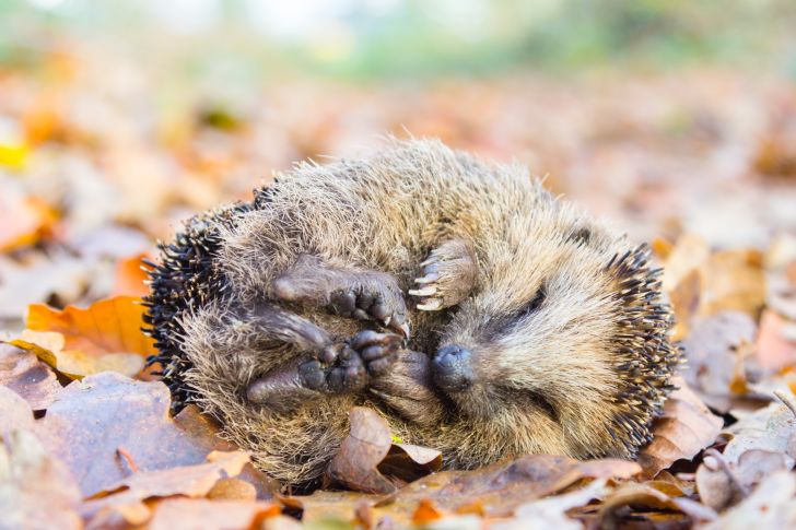 A hedgehog rolled up in a little ball on some leaves.