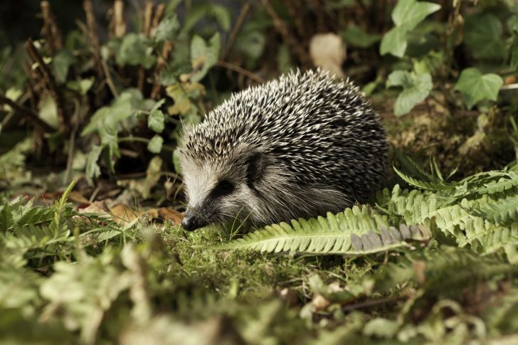 Hedgehog in a garden.