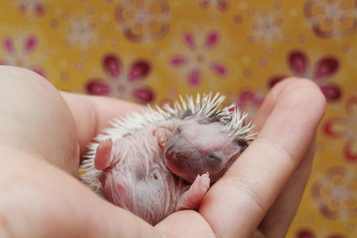 A baby hedgehog lying in a human hand.