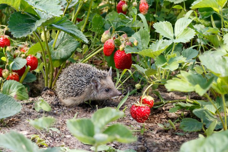 Hedgehog looking for strawberries.