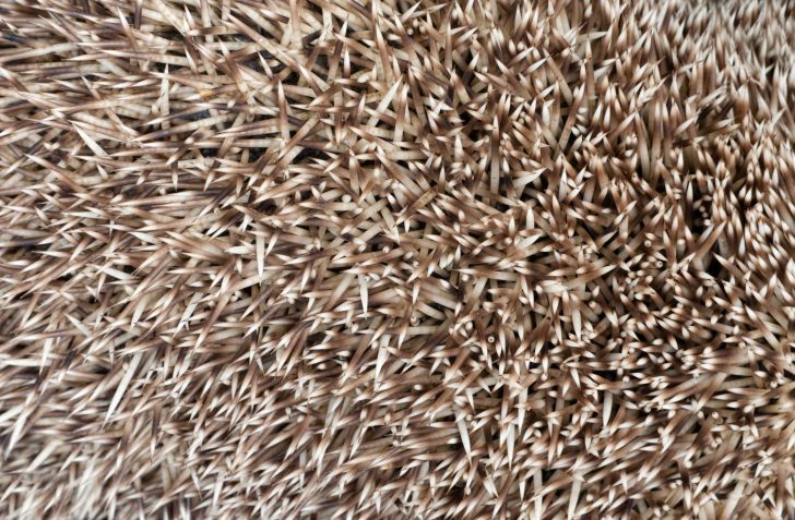 A close-up of hedgehog quills.