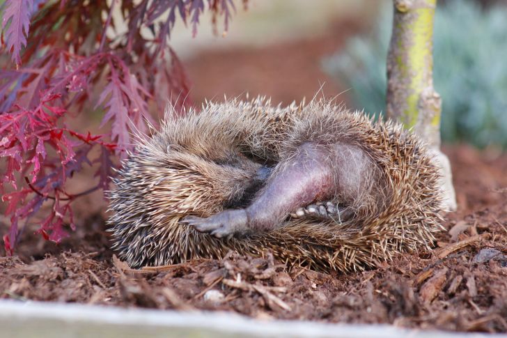 Hedgehog sleeping with a leg out.