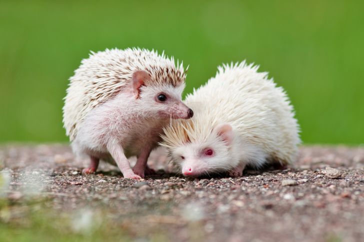 Two African hedgehogs.
