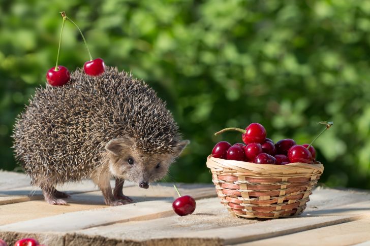 Hedgehog with two cherries stuck on his quills.