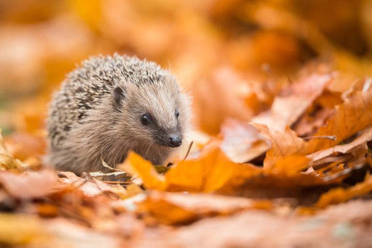 Little hedgehog walking in fall leaves.
