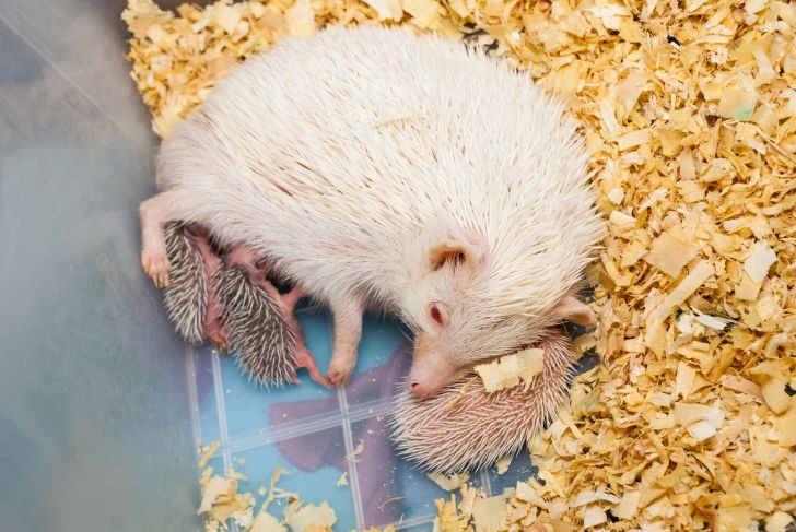 Baby hedgehogs nursing on their mother.