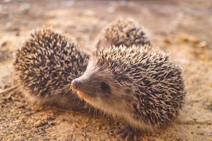 Hedgehogs poking around in the dirt.